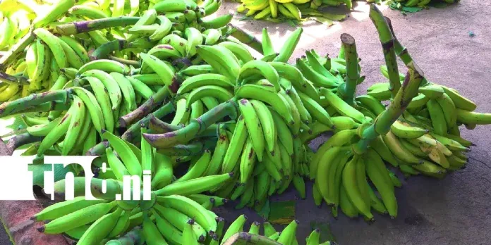 La producción de plátano sigue firme en Ometepe: así avanza la cosecha 2026