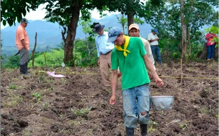 Miles de productores esperan siembra de primera