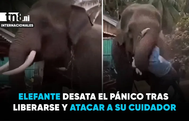 Terror en la India: elefante rompe cadenas y ataca a su cuidador