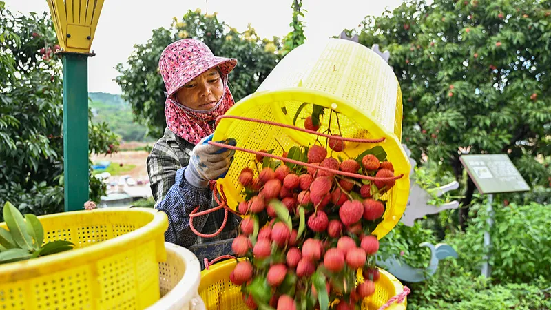 Guangzhou alberga el banco de genes de lichi más grande del mundo