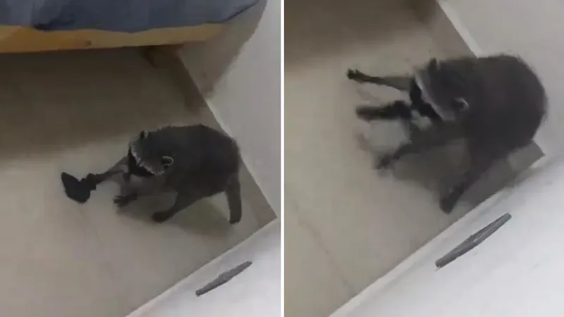 VIDEO: Mapache inunda un departamento y luego intenta limpiar su desastre
