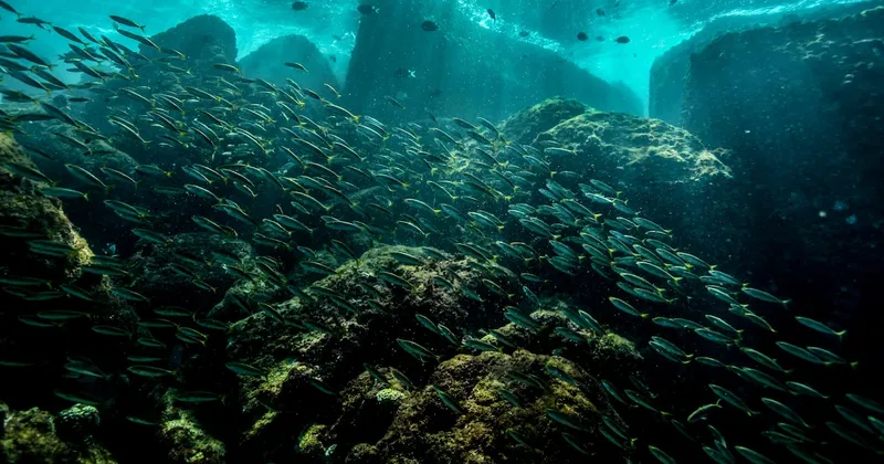 Científicos descubrieron arrecifes de coral capaces de sobrevivir al cambio climático