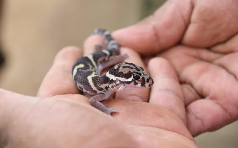 Exportación sostenible de fauna