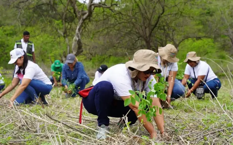 Reforestación en Nejapa y Cerro Negro