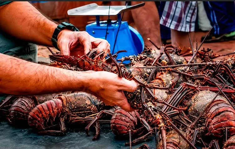 Inpesca en monitoreo constante de langosta del Caribe