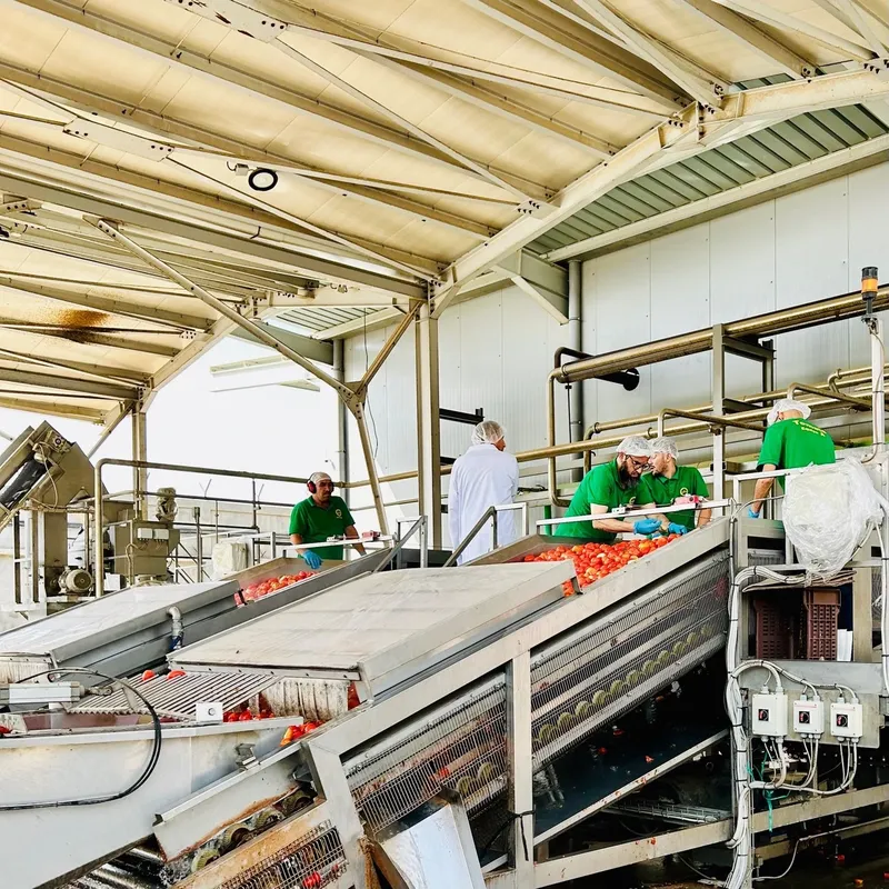 Nicaragua explora alianzas comerciales en la temporada de transformación de tomate en Argelia