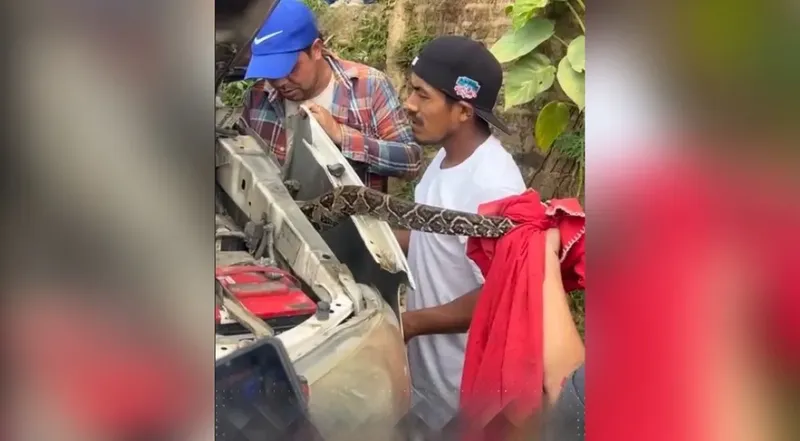 Bomberos rescatan boa hallada en camioneta en San Juan del Río Coco
