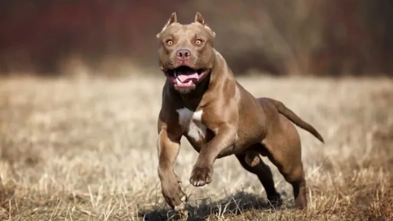 Niño de 4 años muere tras ser atacado por un pitbull en Argentina