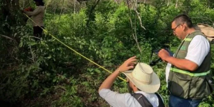 Nicaragua avanza en la tercera etapa del Inventario Nacional Forestal 2026