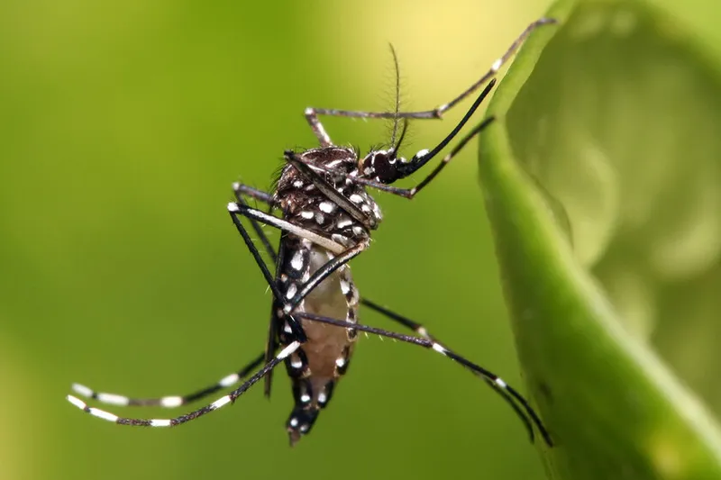 Google ha pedido permiso para soltar 32 millones de mosquitos infectados. Lleva años haciéndolo aunque tú no te hayas enterado