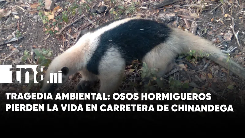 Tragedia ambiental: osos hormigueros pierden la vida en carretera de Chinandega
