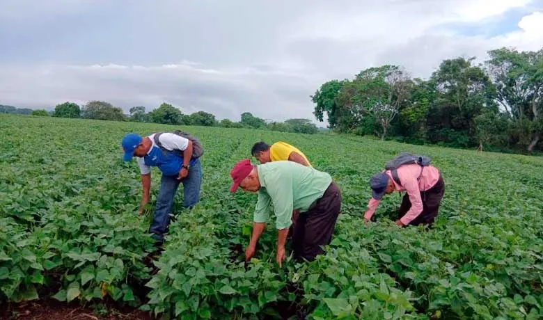 Presentan a productores variedades de frijol resistente a la sequía