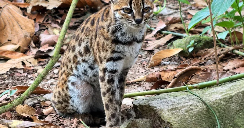 Video: este es el tilcayo, el primer felino salvaje descubierto en más de un siglo en Bolivia