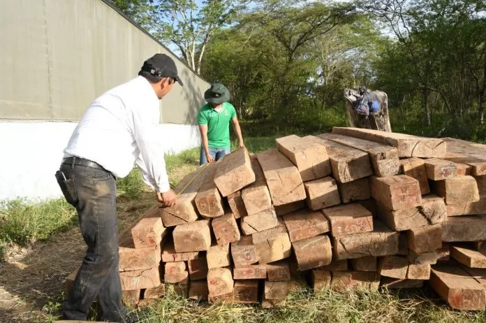 Exportaciones forestales superan US$1.1 millones en 2026 en Nicaragua