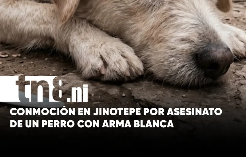 Matan a puñaladas a un perro y abandonan su cuerpo en Jinotepe