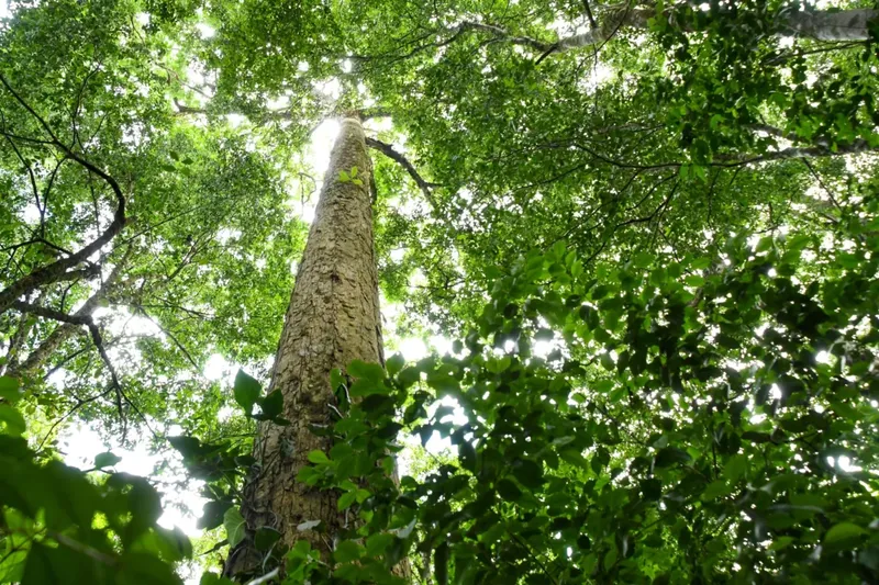 Avanza Tercera Etapa del Inventario Nacional Forestal 2026