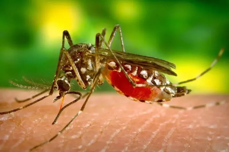 Nicaragua refuerza medidas sanitarias para enfrentar el comportamiento estacional del dengue