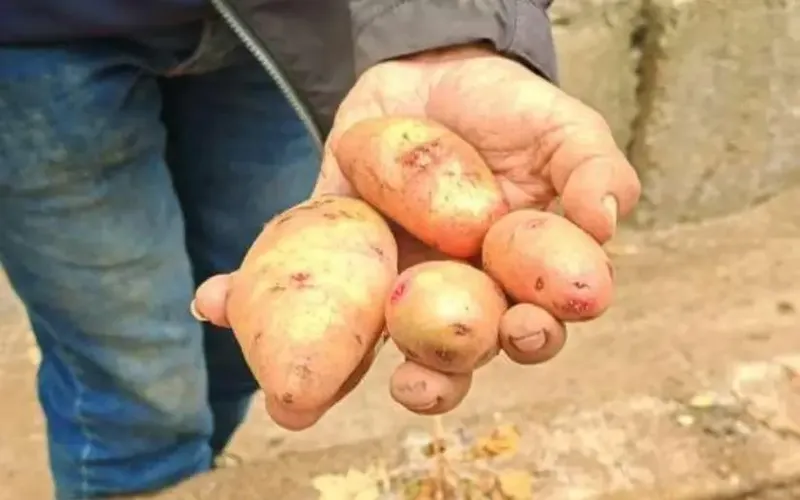 Producción de Papa Agosto 2026