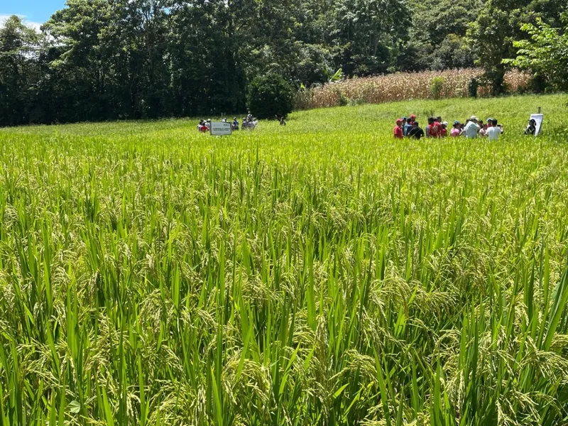 Arroz de riego registra avance de 29.400 manzanas sembradas en Nicaragua