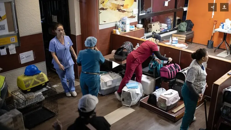 Cada vida importa: Mascotas salvadas tras los sismos en Venezuela aguardan por sus dueños o un nuevo hogar