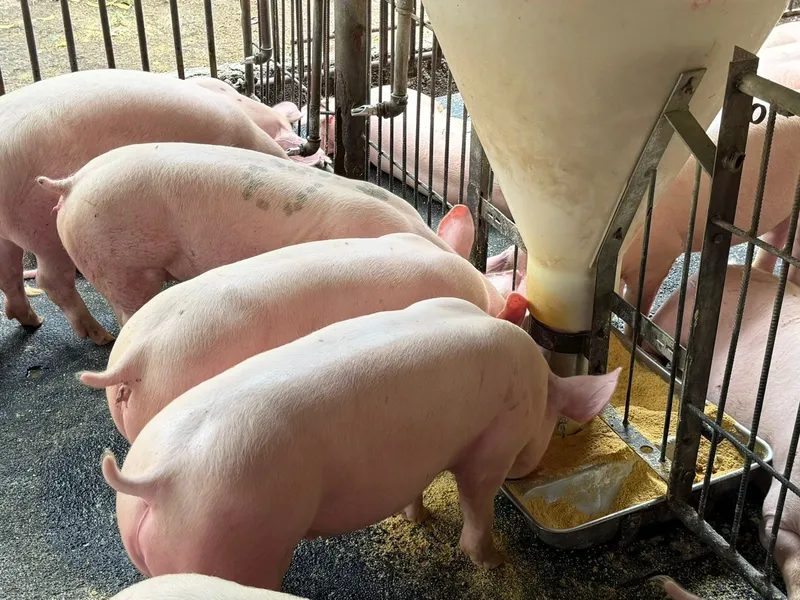 Producción nacional de carne de cerdo alcanza los 12.1 millones de libras en el primer cuatrimestre