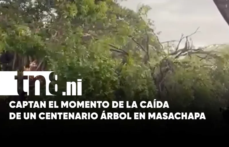 Naturaleza repentina: Captan caída de enorme árbol centenario en Masachapa