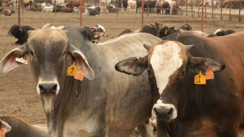 Las restricciones de EEUU a México por el gusano barrenador dejan pérdidas millonarias, según industriales