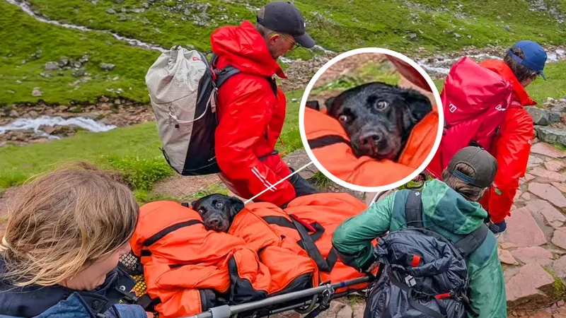 Un perro es rescatado de la montaña más alta de Escocia tras comer cannabis (FOTO)