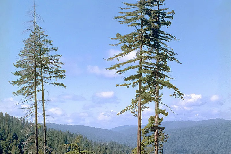 Durante décadas Hyperion fue uno de los secretos mejor guardados de California. Revelar dónde estaba el árbol más alto del mundo casi acaba destruyéndolo