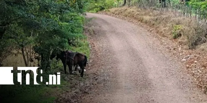 Inauguran camino productivo de 5.5 kilómetros en Río Blanco