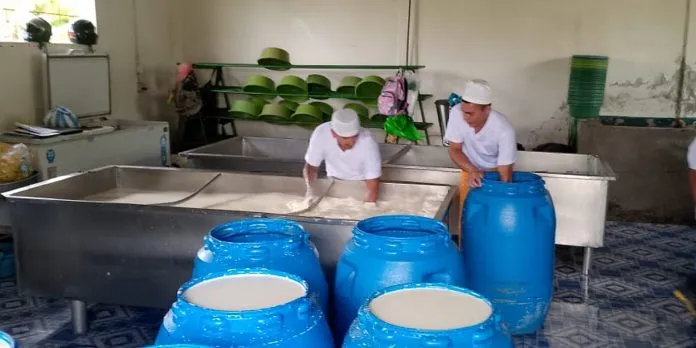 Acopio de leche crece y alcanza 72.7 millones de galones en Nicaragua