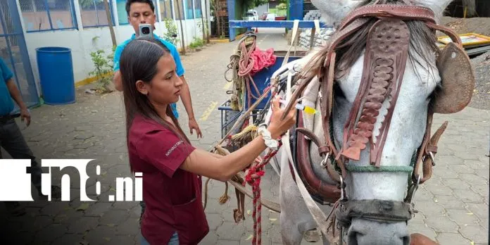 INATEC impulsa jornada de sanidad equina en mercados de Nicaragua