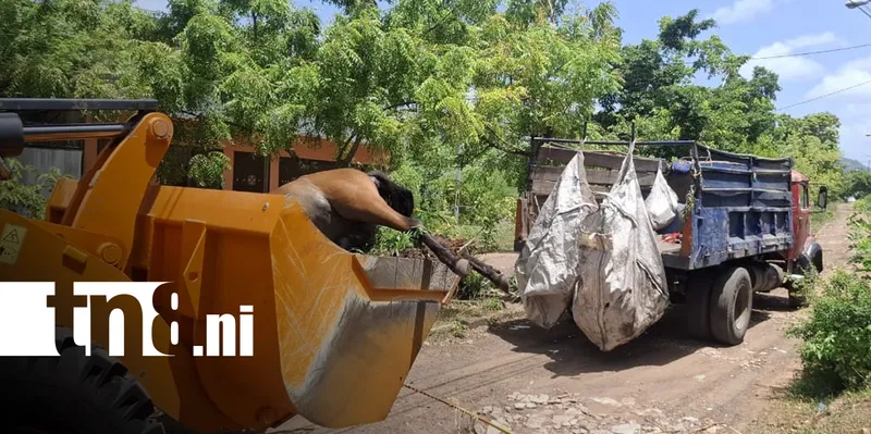 Alcaldía de Granada retira dos equinos muertos hallados en terreno baldío