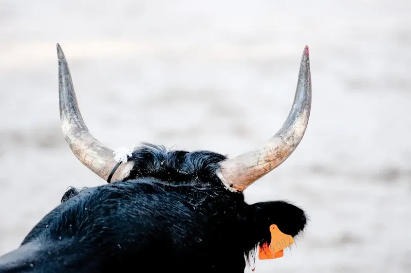 Se rinde a la muerte «Turulo», embestido por toro en barrera de Tiscapa