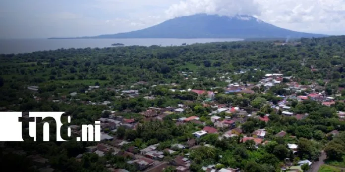 Plátano y café orgánico: los motores productivos que dinamizan la economía de Altagracia