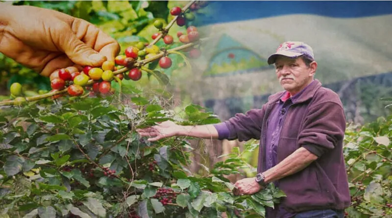 Nicaragua lanzará Plan de Seguridad de la Cosecha Cafetalera 2026-2027