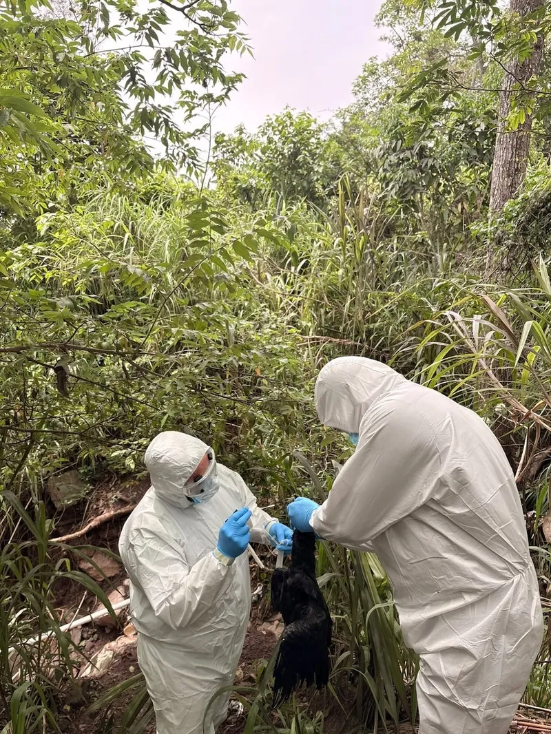 Honduras refuerza vigilancia sanitaria tras detectar primer caso de gripe aviar