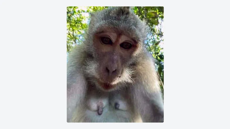 Mono roba el celular de un turista y se toma selfies en Bali (FOTOS)