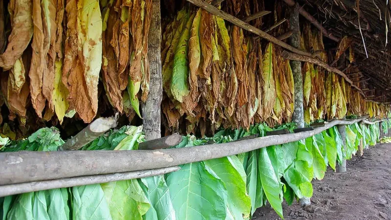 Producción de tabaco supera los 80 mil quintales en Nicaragua durante 2026