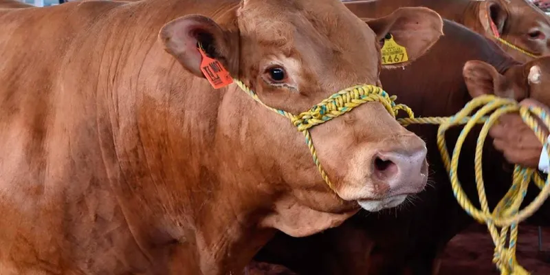 México busca contrarrestar impacto del gusano barrenador, aumentando exportaciones de carne a EU