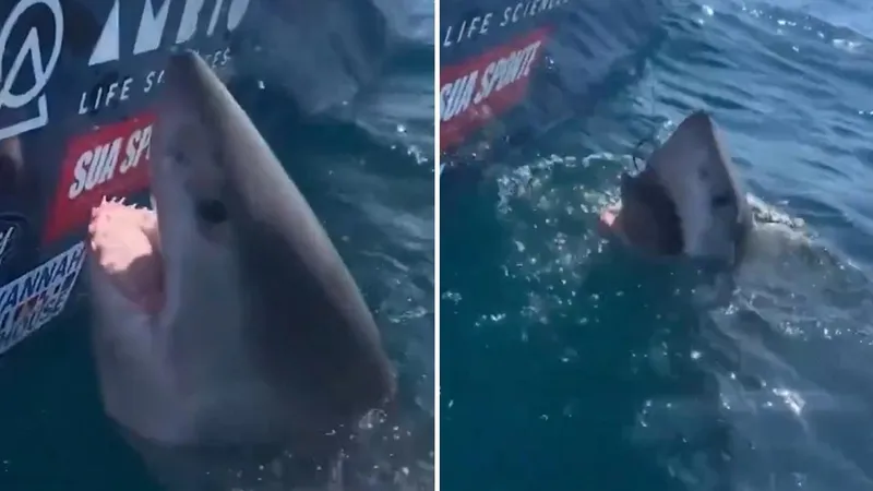 VIDEO: Una mujer por poco pierde su mano tras intentar acariciar a un tiburón