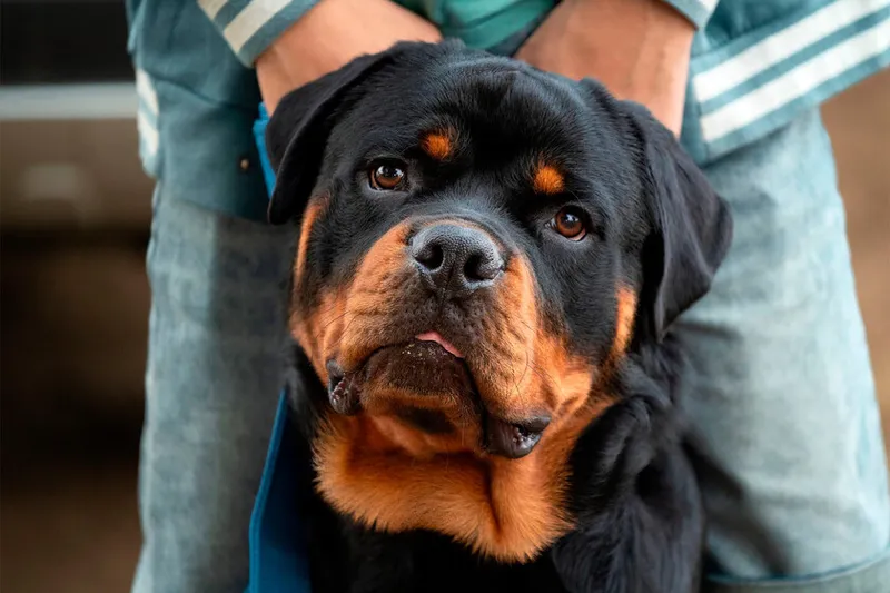 Ahora es casi siempre un perro guardián, pero el rottweiler se hizo famoso por ser el perro de los carniceros… y por reemplazar a animales de tiro