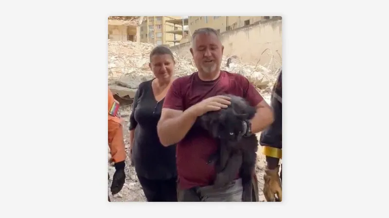 Rescatan a un gato entre los escombros de Caracas 33 días después de los terremotos