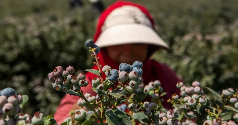 El Niño amenaza los arándanos de Perú y podría disparar los precios en todo el mundo
