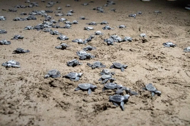Más de 443 mil tortuguillos fueron liberados en el primer cuatrimestre del año
