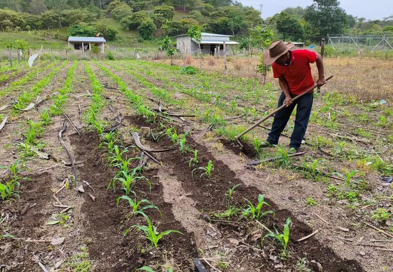 Preparación de la tierra para siembra de primera de frijol rojo alcanza el 63% de avance