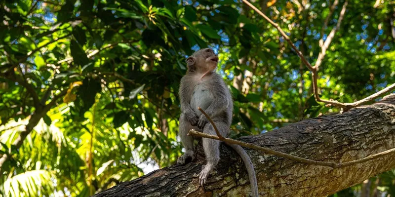 Entre risas y sorpresa: ¡tierno monito roba celular y se toma selfies!