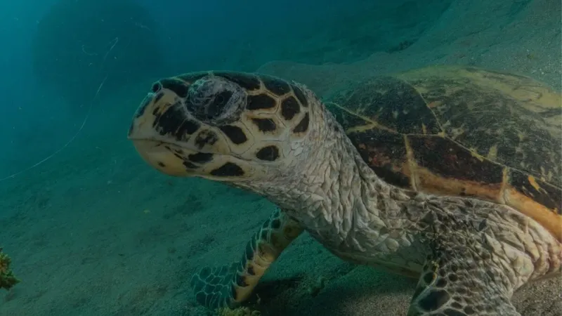 China asegura que tortugas espía y peces infiltrados están robando secretos militares bajo el mar
