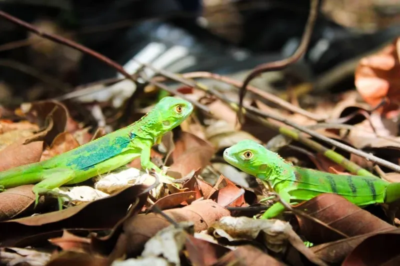 MARENA libera 500 iguanas verdes en el Parque Nacional Volcán Masaya