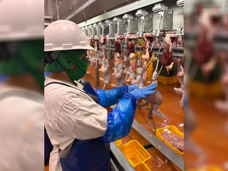 Producción de carne de pollo en agosto 2026